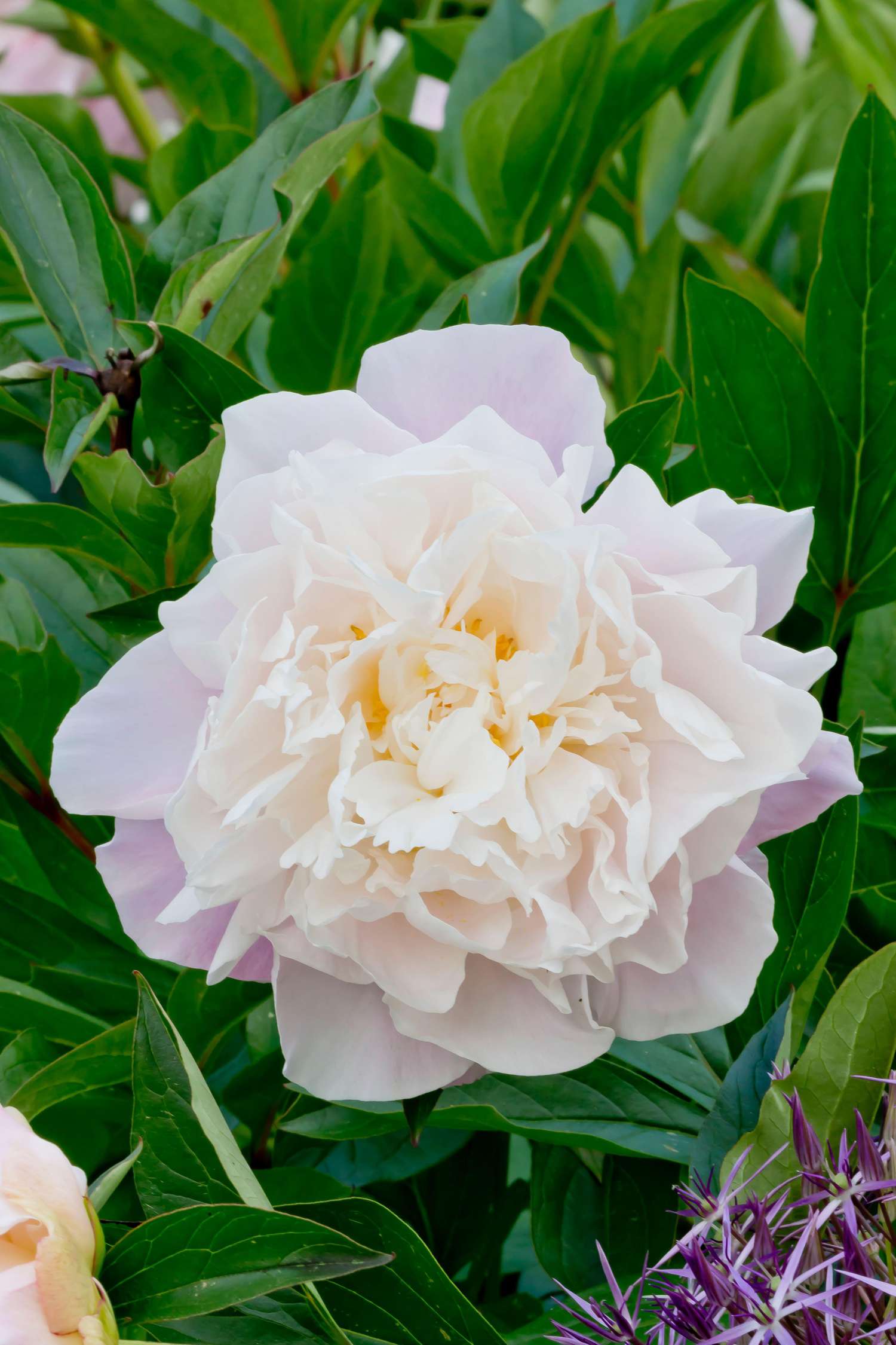 Pioni 'Catharina Fontijn'